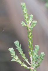 Darwinia diosmoides