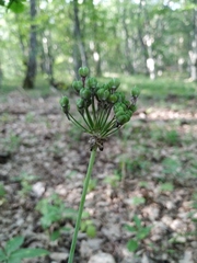 Allium decipiens quercetorum