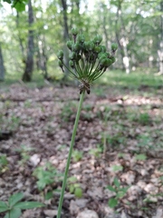 Allium decipiens quercetorum