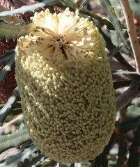 Banksia pilostylis