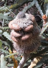 Banksia pilostylis
