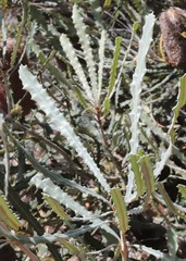 Banksia pilostylis