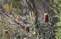 Banksia pilostylis