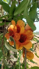Rohida (Tecomella undulata)