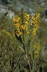 Erica parilis