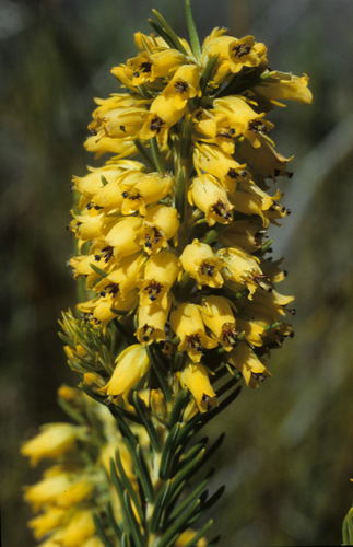 Image of Erica parilis by (c) Tom Lloyd Evans, some rights reserved (CC BY-SA)