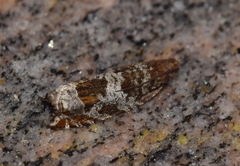 Ancylis achatana
