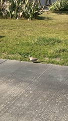 Streptopelia decaocto