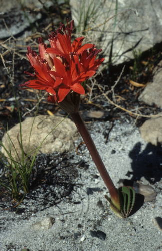 Image of Brunsvigia marginata by (c) Tom Lloyd Evans, some rights reserved (CC BY-SA)
