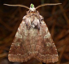 Cerastis tenebrifera