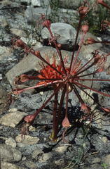 Brunsvigia marginata