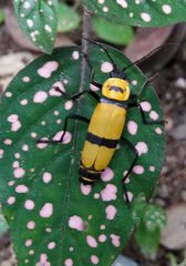 Chauliognathus nigrocinctus