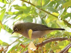 Zosterops virens capensis