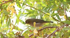 Zosterops virens capensis