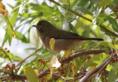 Zosterops virens capensis