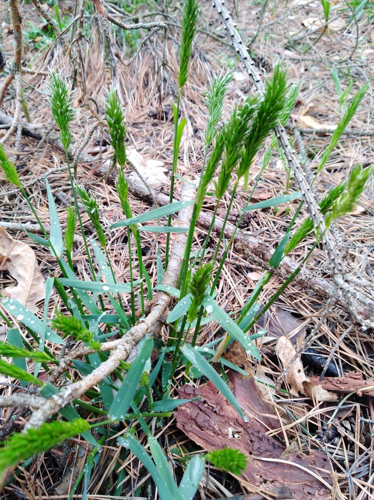 Anthoxanthum odoratum (large sweet grass, sweet vernalgrass): Go