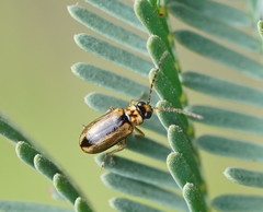Monolepta subsuturalis