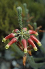 Erica massonii