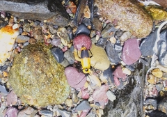 Chauliognathus venezuelensis
