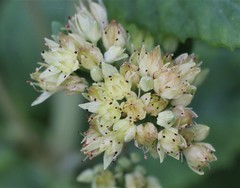 Hylotelephium verticillatum