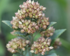 Hylotelephium verticillatum