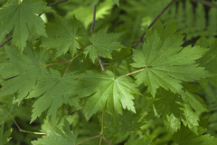 Acer pseudosieboldianum