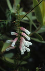 Erica leucotrachela