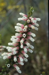 Erica leucotrachela