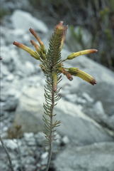 Erica thomae