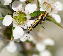 Chauliognathus sydneyanus