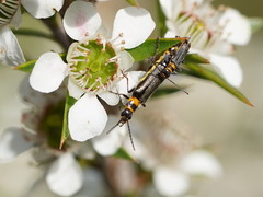Chauliognathus sydneyanus