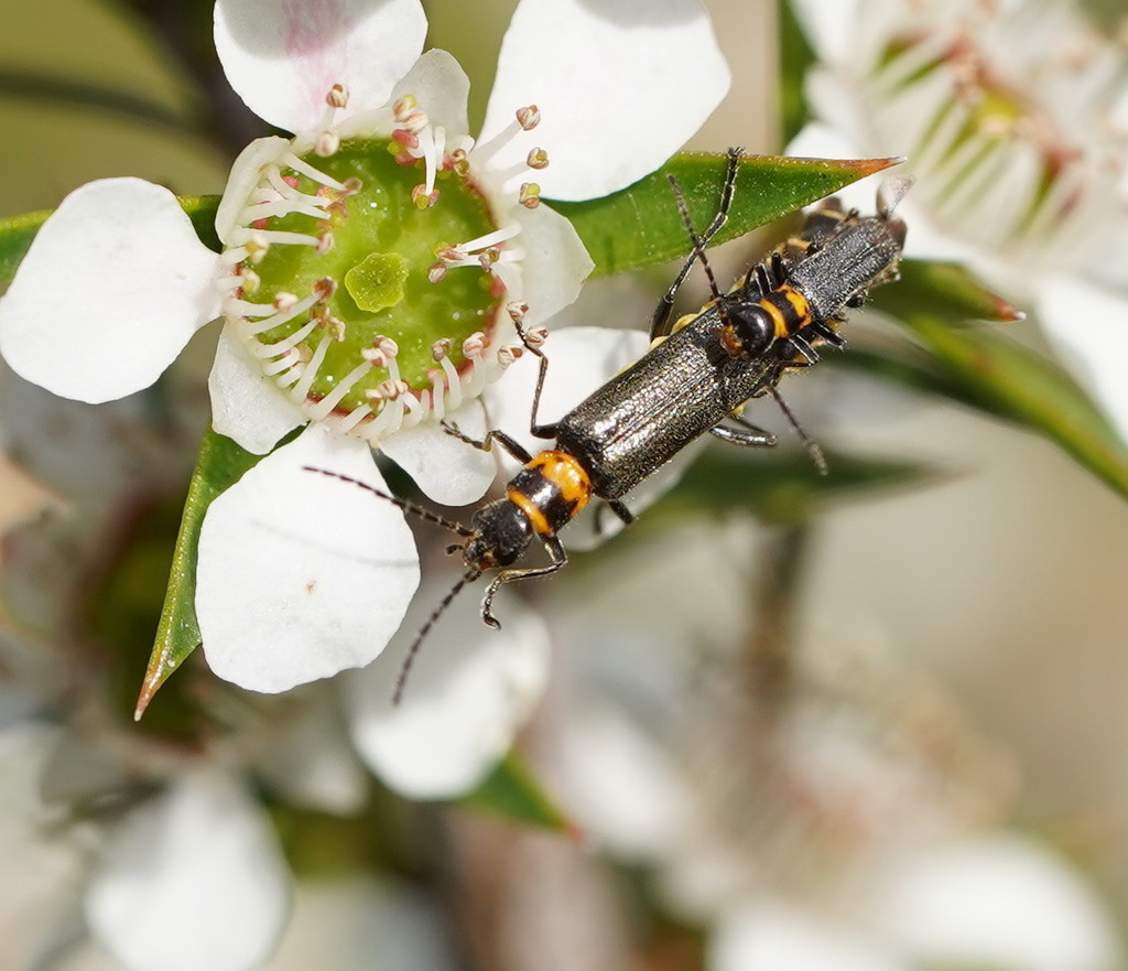 Chauliognathus sydneyanus