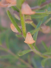Westringieae