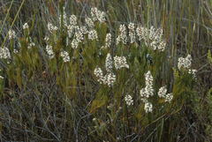 Spatalla mollis