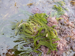Caulerpa brownii