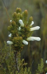Erica leucotrachela