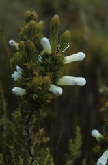 Erica leucotrachela