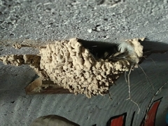 Cecropis daurica