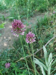 Allium rotundum jajlae