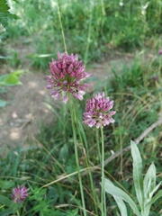 Allium rotundum jajlae