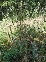 Rumex turcomanicus