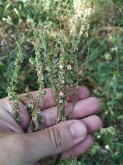 Rumex turcomanicus