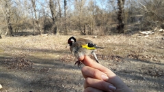 Carduelis carduelis