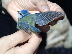 Cyanistes caeruleus