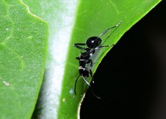 Polyrhachis clio