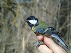 Parus major