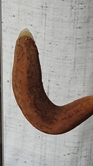 Laevicaulis natalensis natalensis