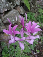 Cleoserrata speciosa