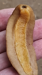 Laevicaulis natalensis natalensis