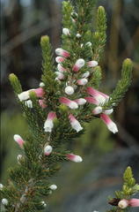 Erica leucotrachela
